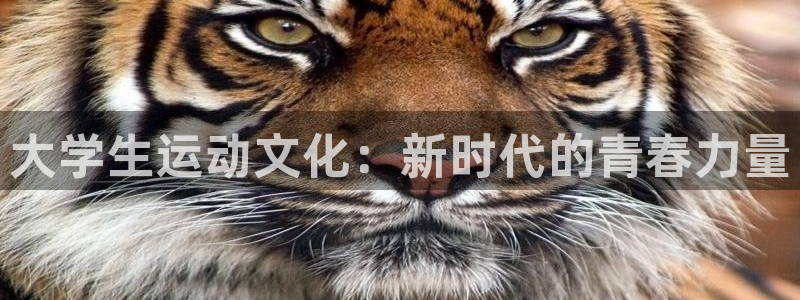 xc体育